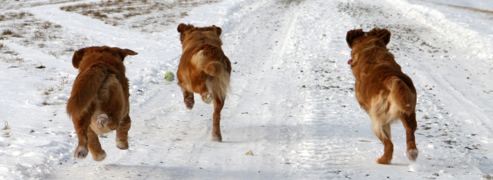 Arduinas Nova Scotia Duck Tolling Retriever