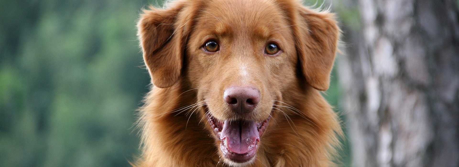 Arduinas Nova Scotia Duck Tolling Retriever