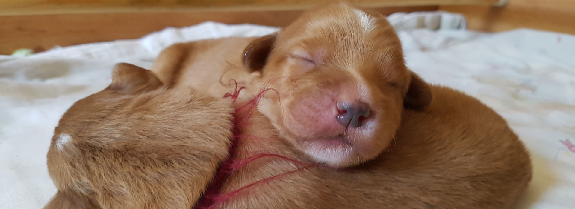 Arduinas Nova Scotia Duck Tolling Retriever